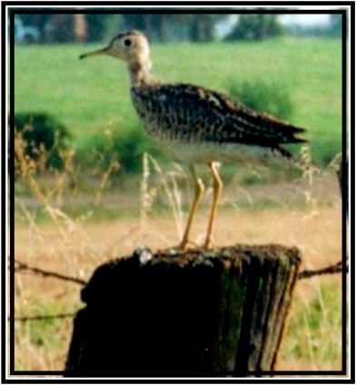 Prairie 1 Prairie 1